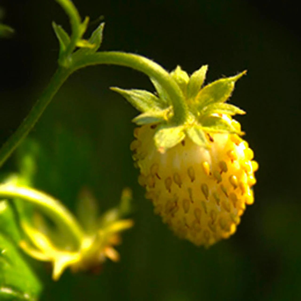 Yellow Wonder Strawberry Close-Up – Sweet Alpine Strawberry Fruits