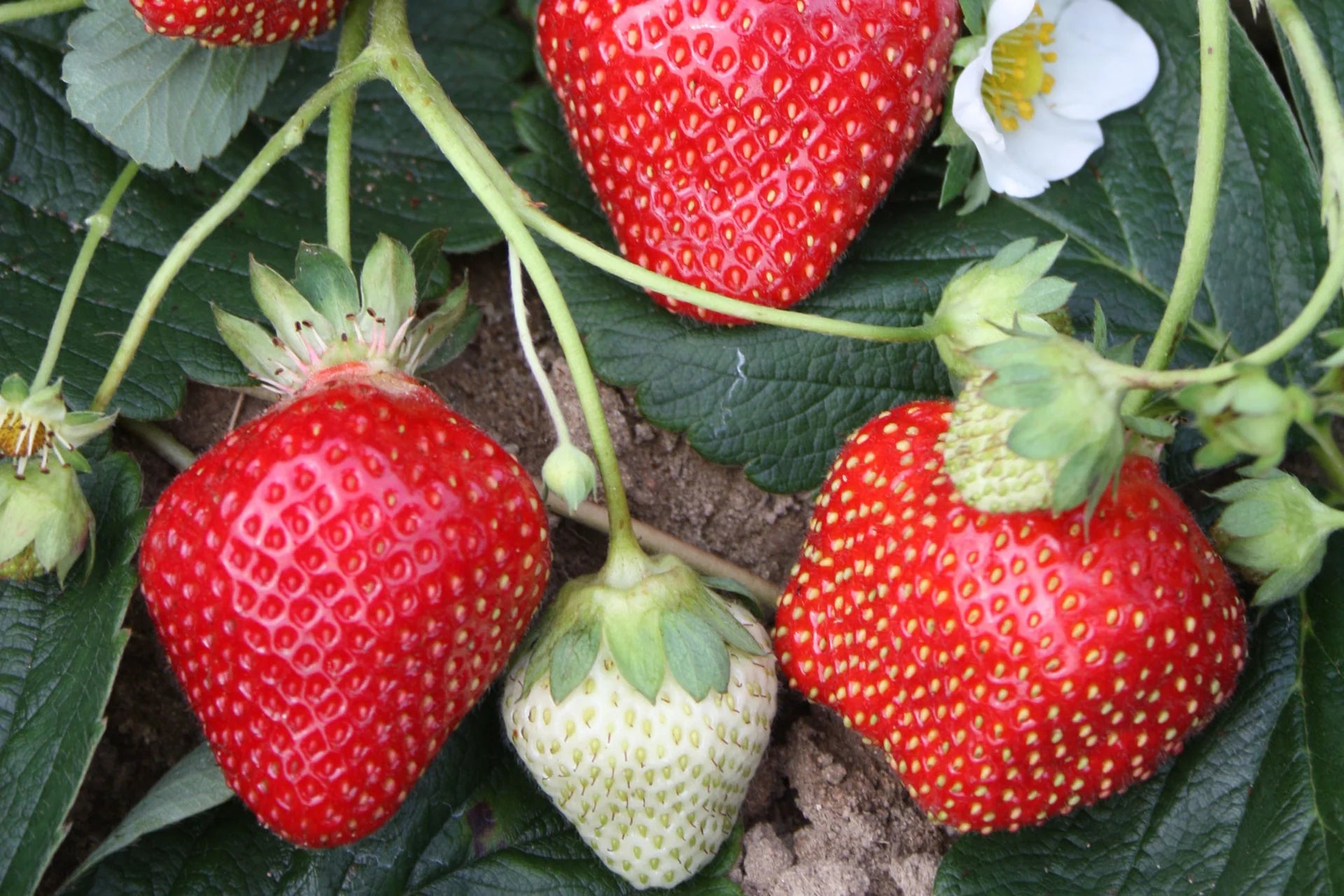 Seascape Strawberry Seedlings Growing in Garden Soil