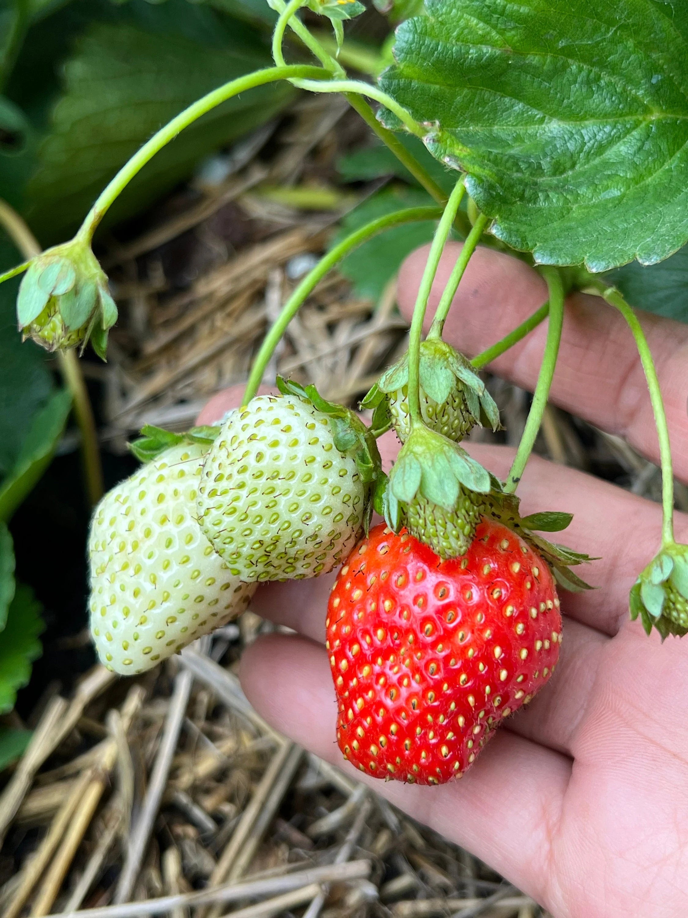 Germination and Planting Guide for Ogallala Strawberry Seeds