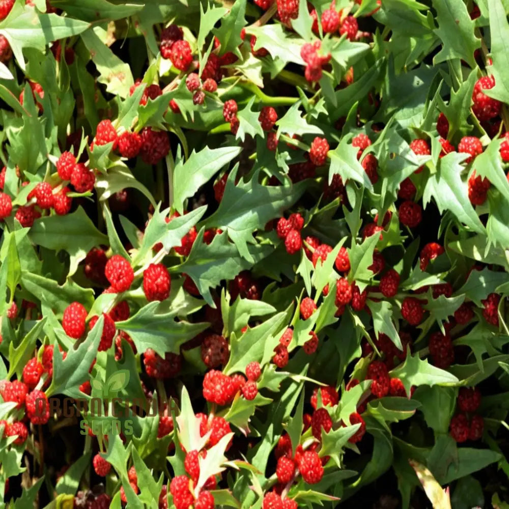 Strawberry Spinach (Chenopodium Capitatum) Seeds â€“ Elevate Your Gardening With Nutritious And