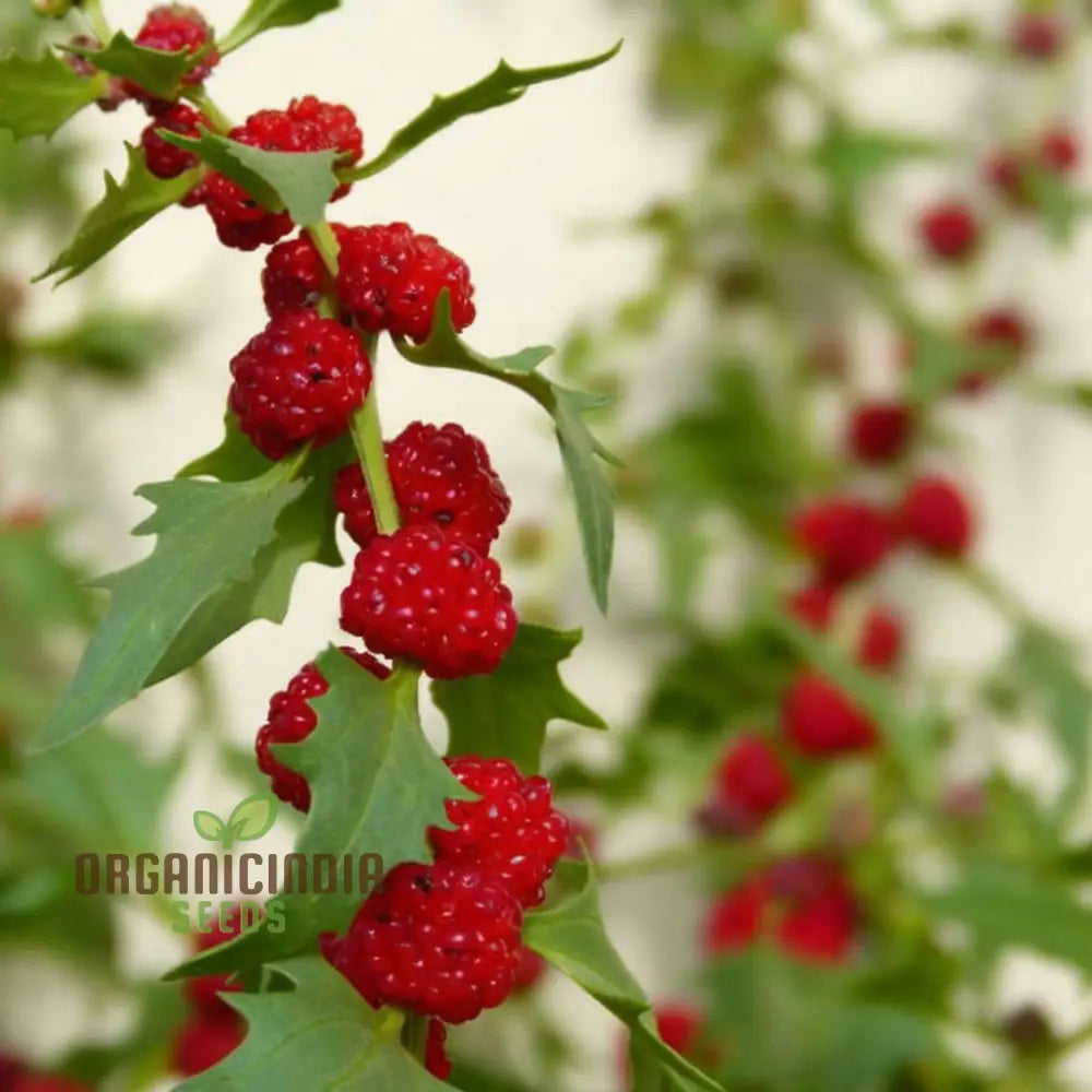 Strawberry Spinach (Chenopodium Capitatum) Seeds â€“ Elevate Your Gardening With Nutritious And