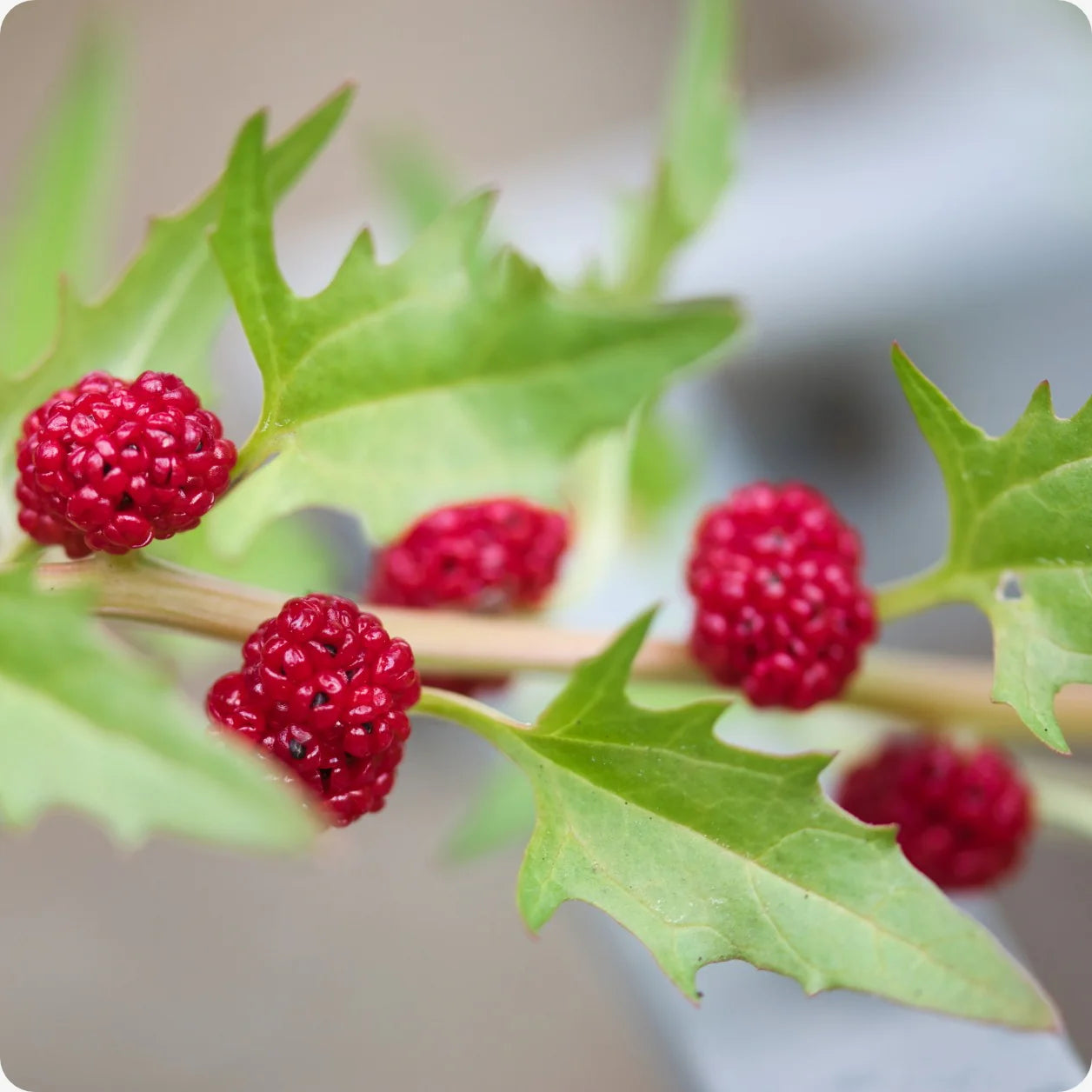 Young Strawberry Sticks Spinach plant in garden