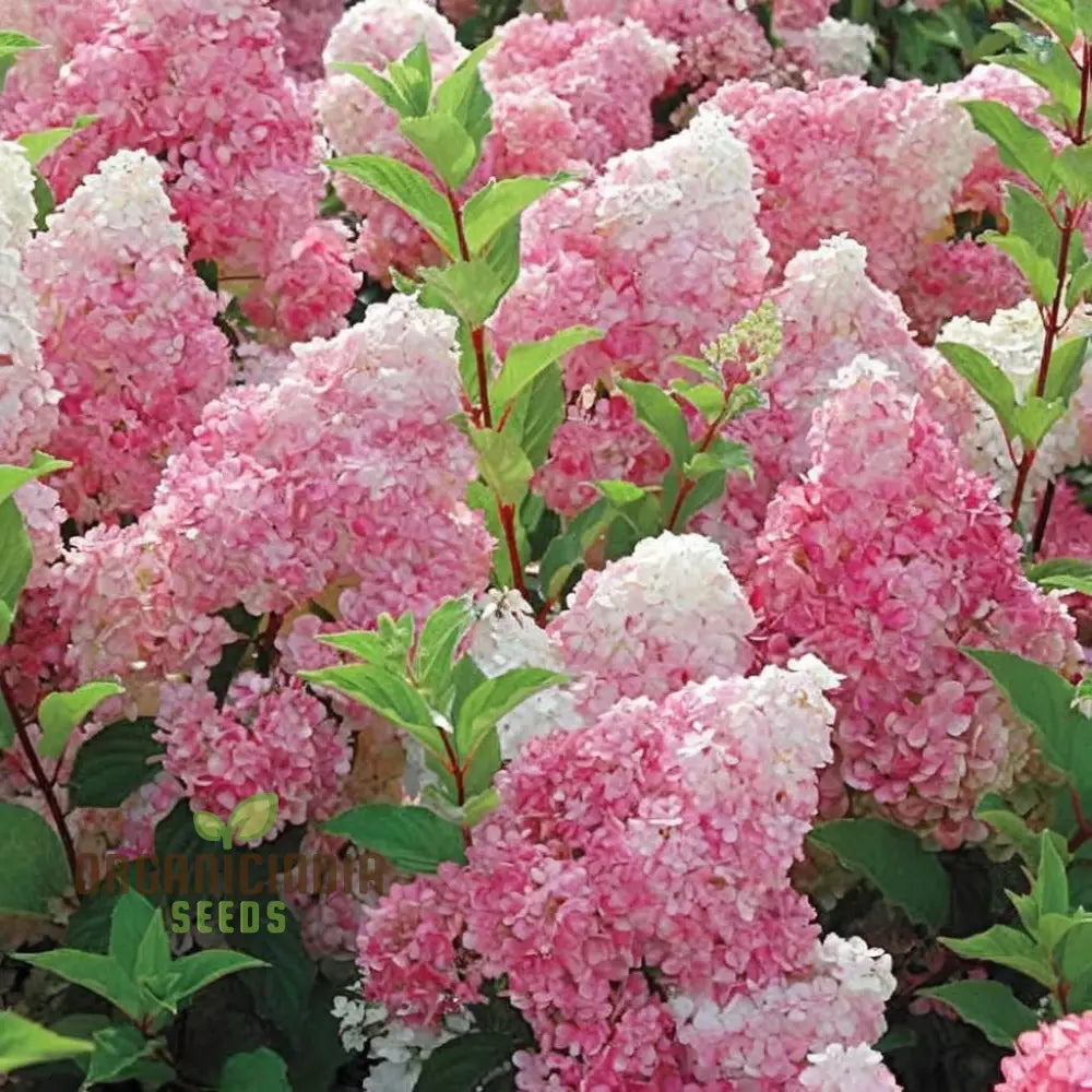 Strawberry Sundae Hydrangea seeds for planting