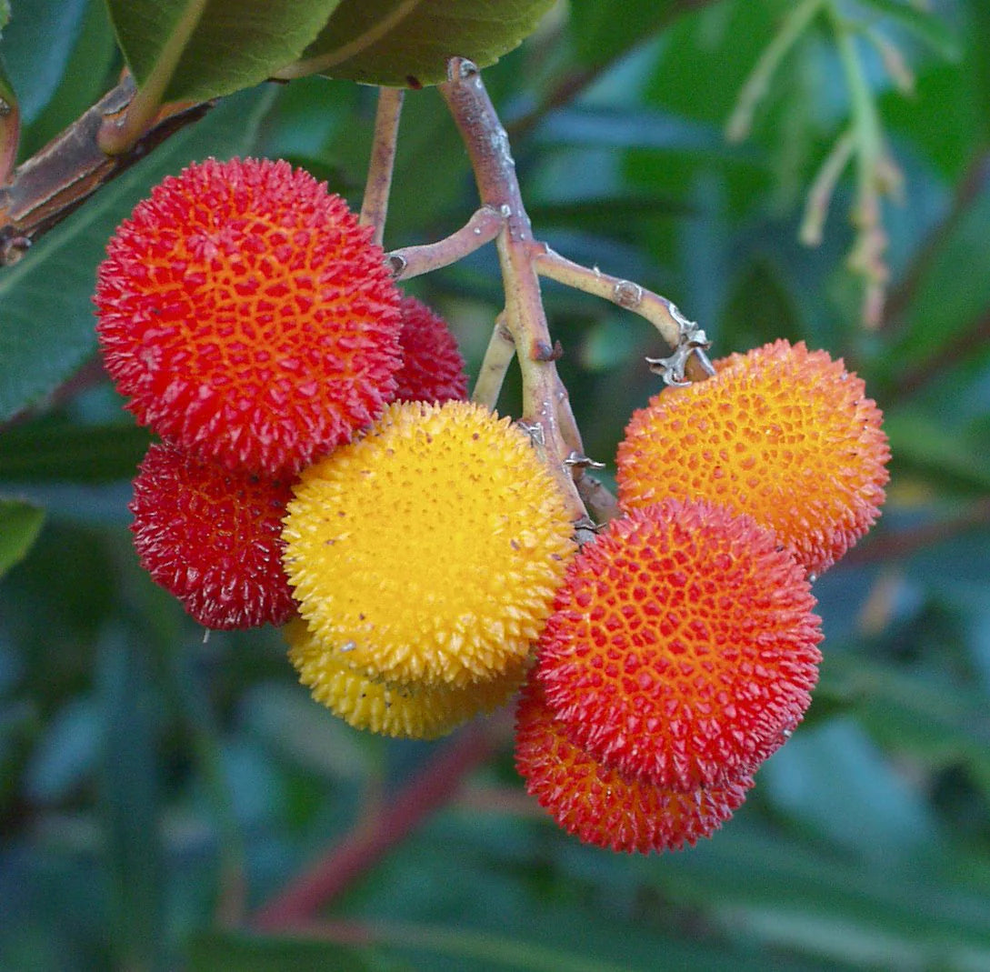 Strawberry Tree Seeds Arbutus unedo for planting