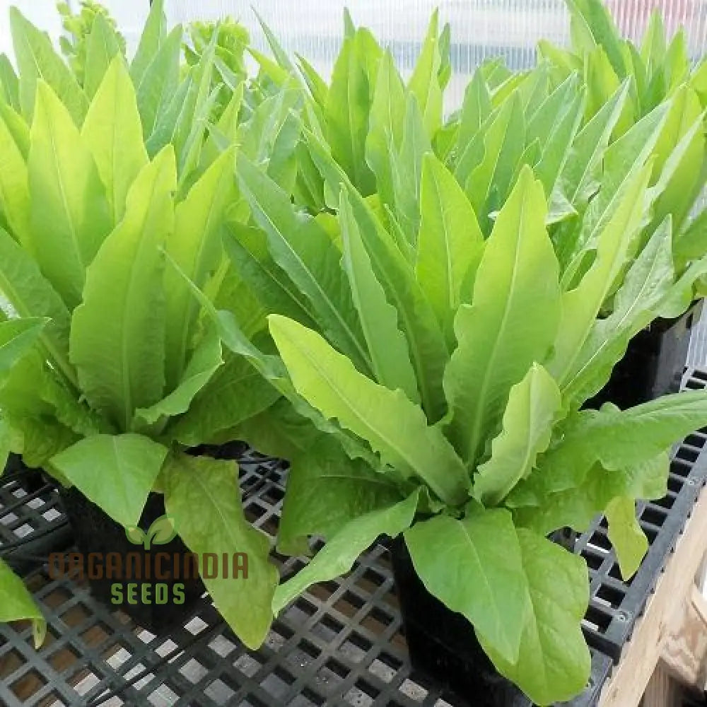 Mature Strela Green Lettuce Plant from Seeds, Crisp and Vibrant Leaves