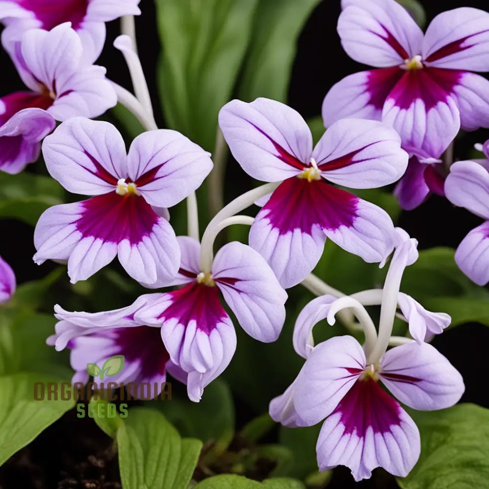 Streptocarpus Seeds Ideal for Container Gardening and Hanging Baskets