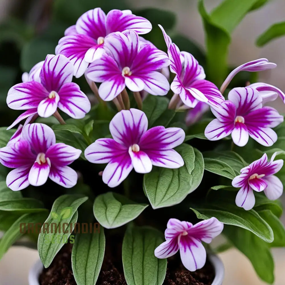 Streptocarpus Seeds Producing White, Pink, Purple, and Red Cape Primrose Flowers