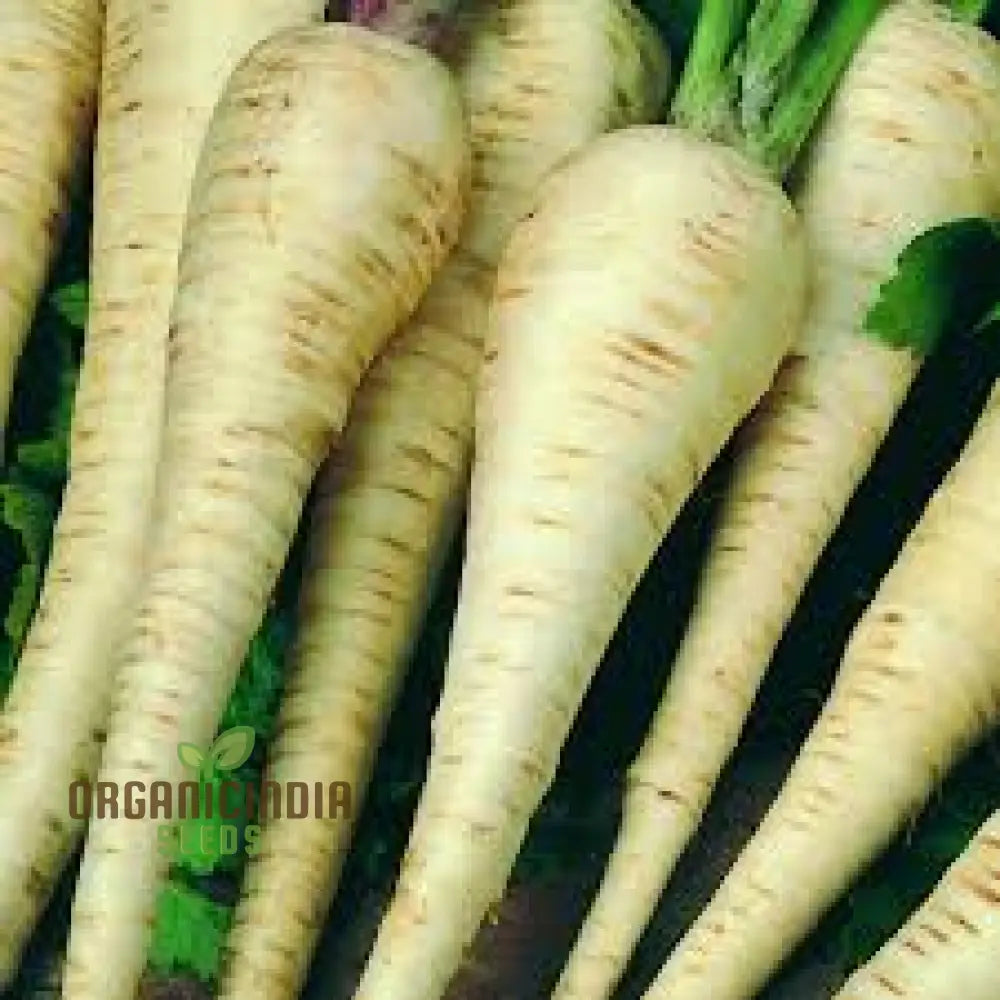 Student Parsnip Seeds for Planting, High-Quality Root Vegetable Seeds
