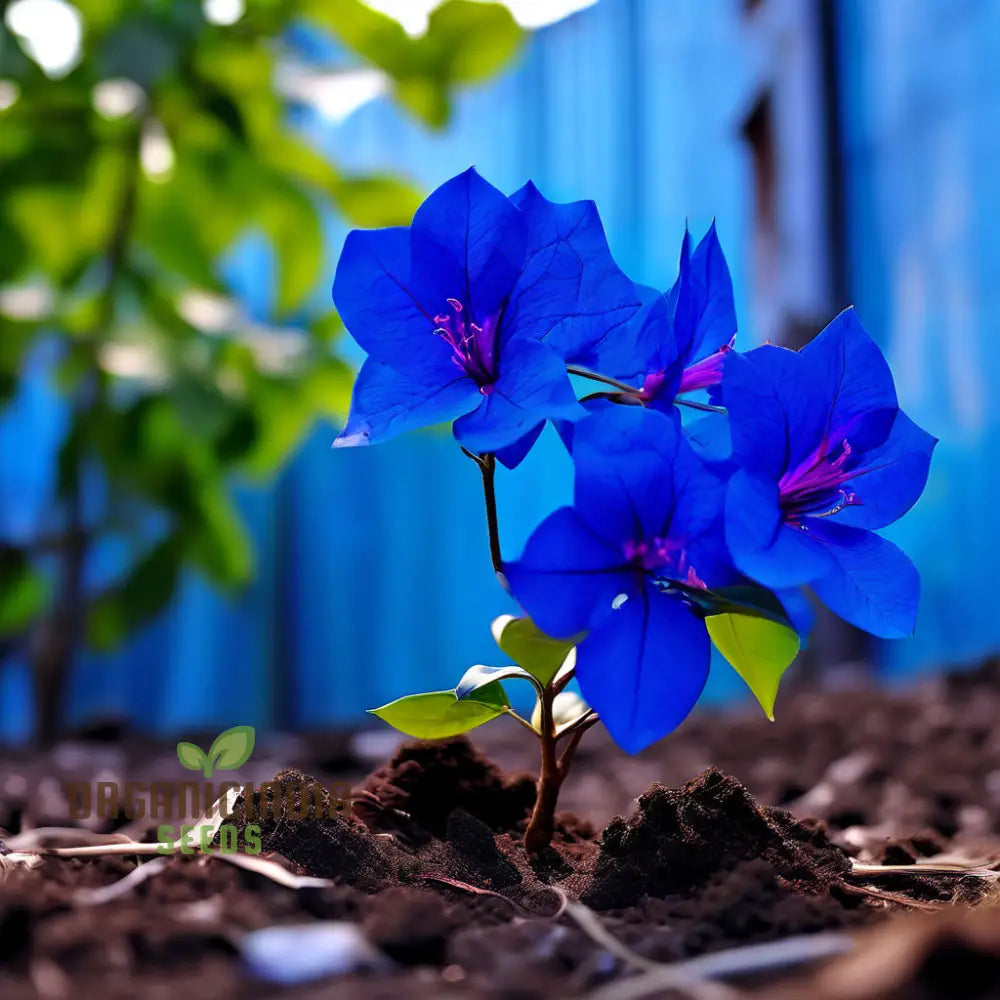 Stunning Blue Bougainvillea Seeds for Planting