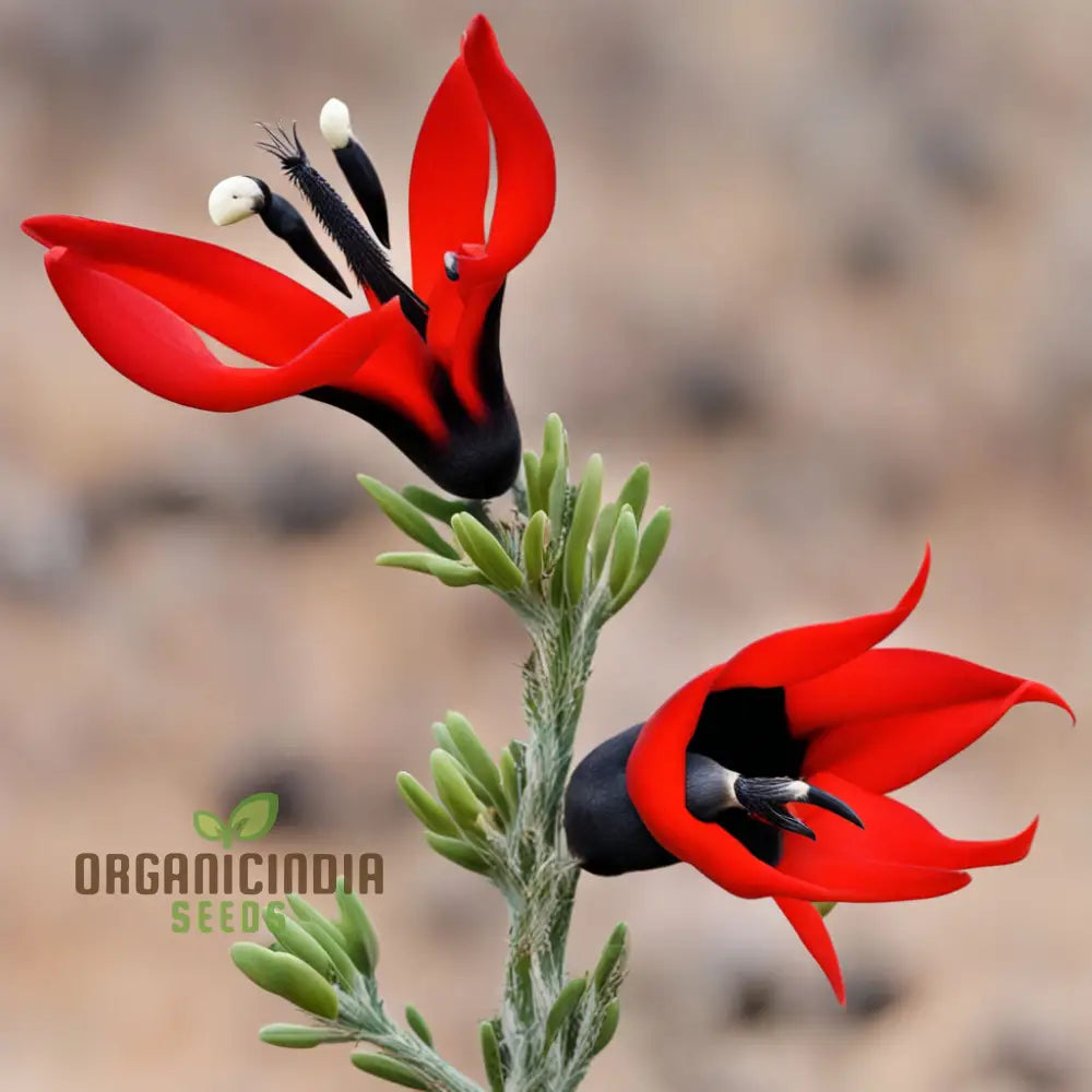 Sturtâ€™s Desert Pea Flower Seeds â€“ Elevate Your Gardening Experience With Exotic Blooms Straight