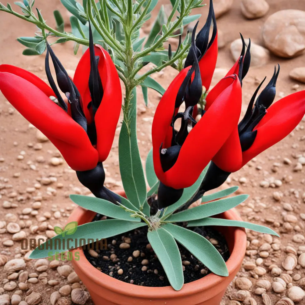 Sturt’s Desert Pea plant growing in sunlight
