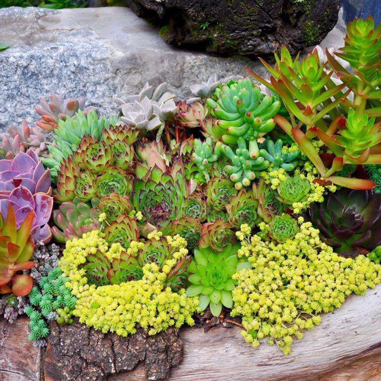 Succulent ground cover seeds easy growing Sedum