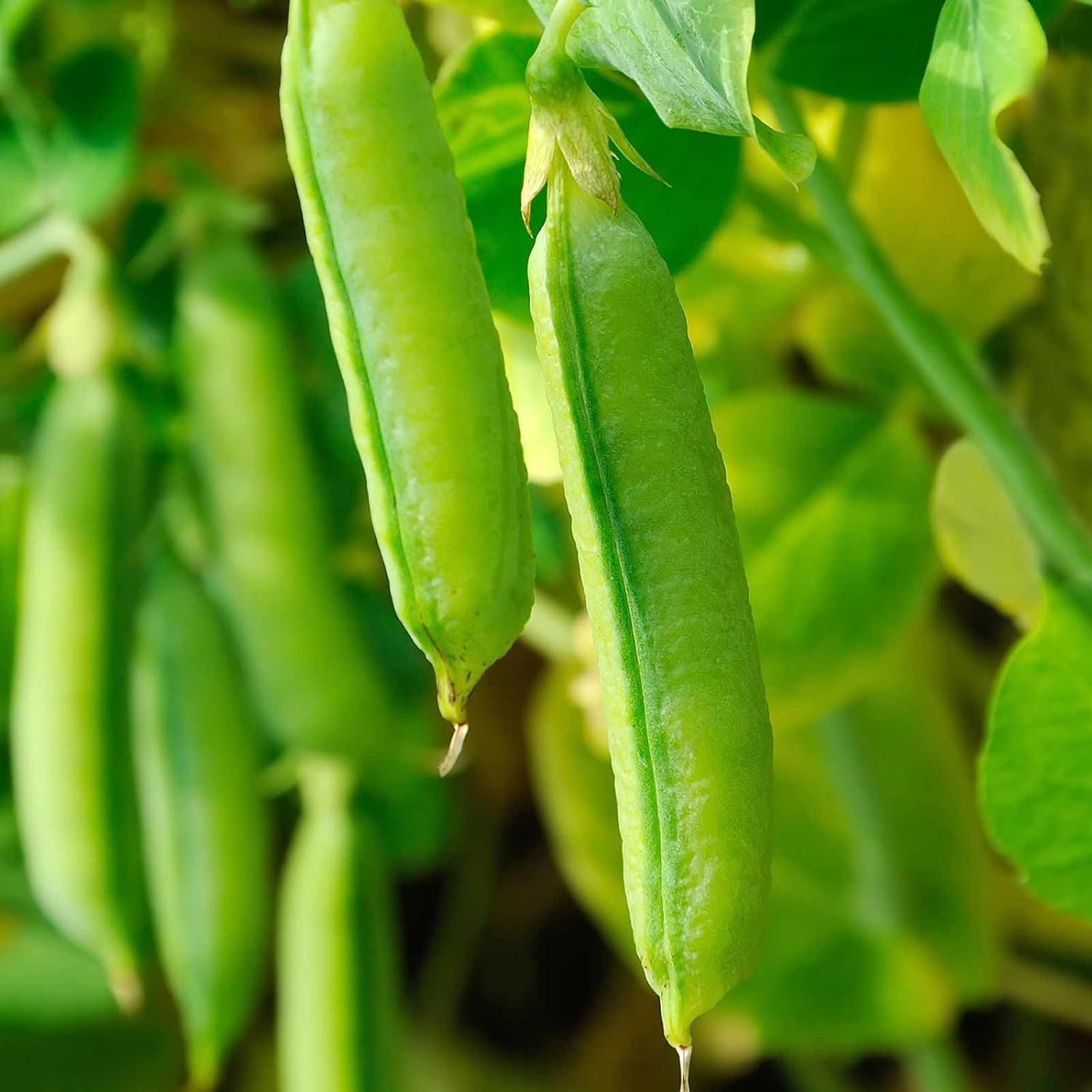 Sugar Ann Peas Growing in Garden Bed from Seeds