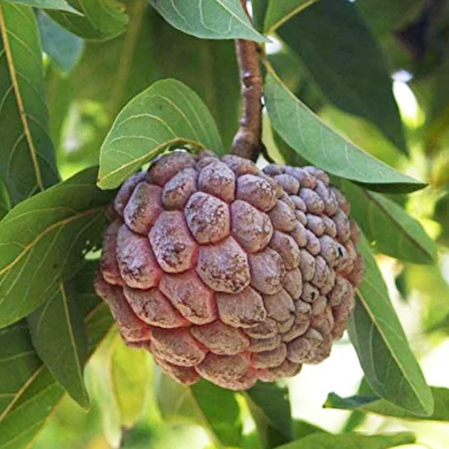 Sugar Apple seedlings sprouting from tropical fruit seeds