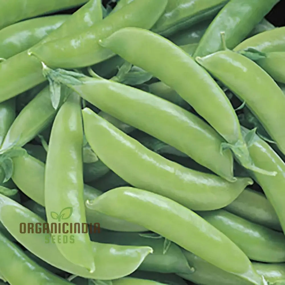 Lusaka Sugar Snap Pea Seeds for Home Garden, Heirloom Climbing Pea Seeds