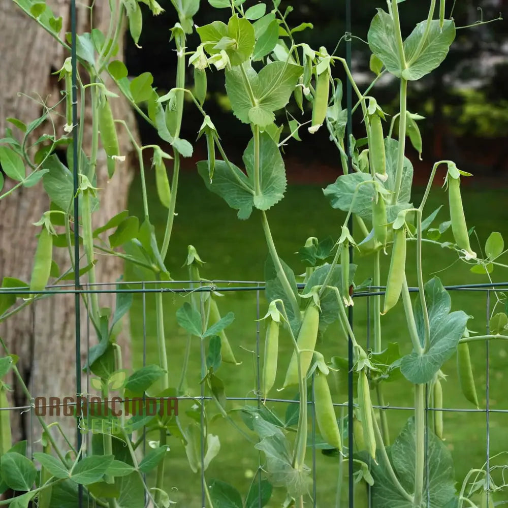 Mature Sugar Snap Pea Plant from Seeds, Climbing Vine Variety