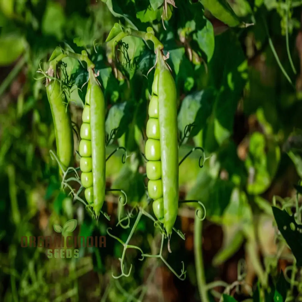 Sugar Snap Pea Seeds Packet, Non-GMO High-Yield Seeds for Planting