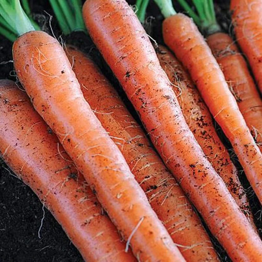 Freshly Harvested Sugarsnax 54 Carrots, Sweet and Uniform Roots