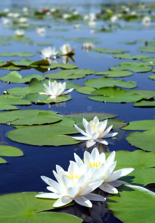 Water Lily Seeds for planting– Ideal for Ponds and Water Features