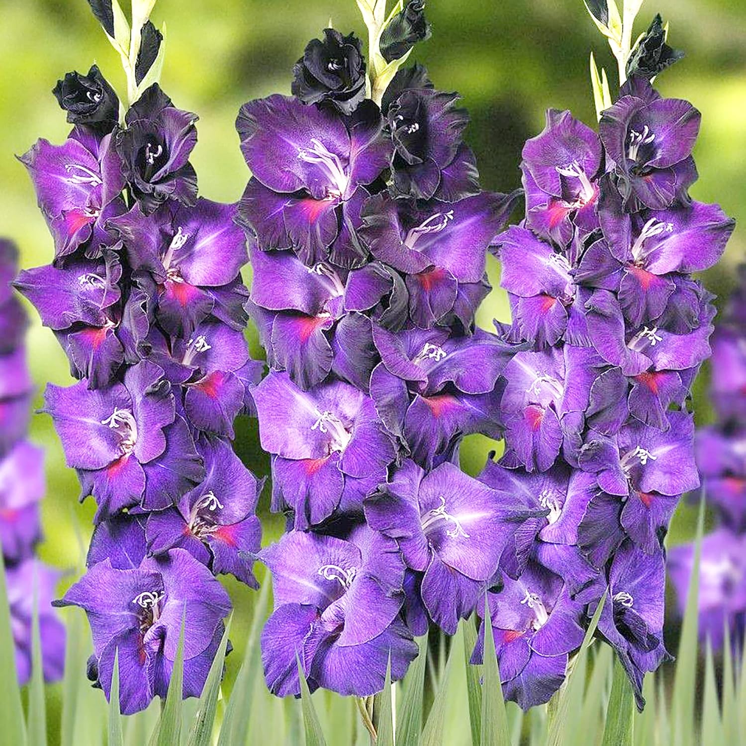 Summer Blooming Purple Gladiolus Flower Seeds for Gardeners