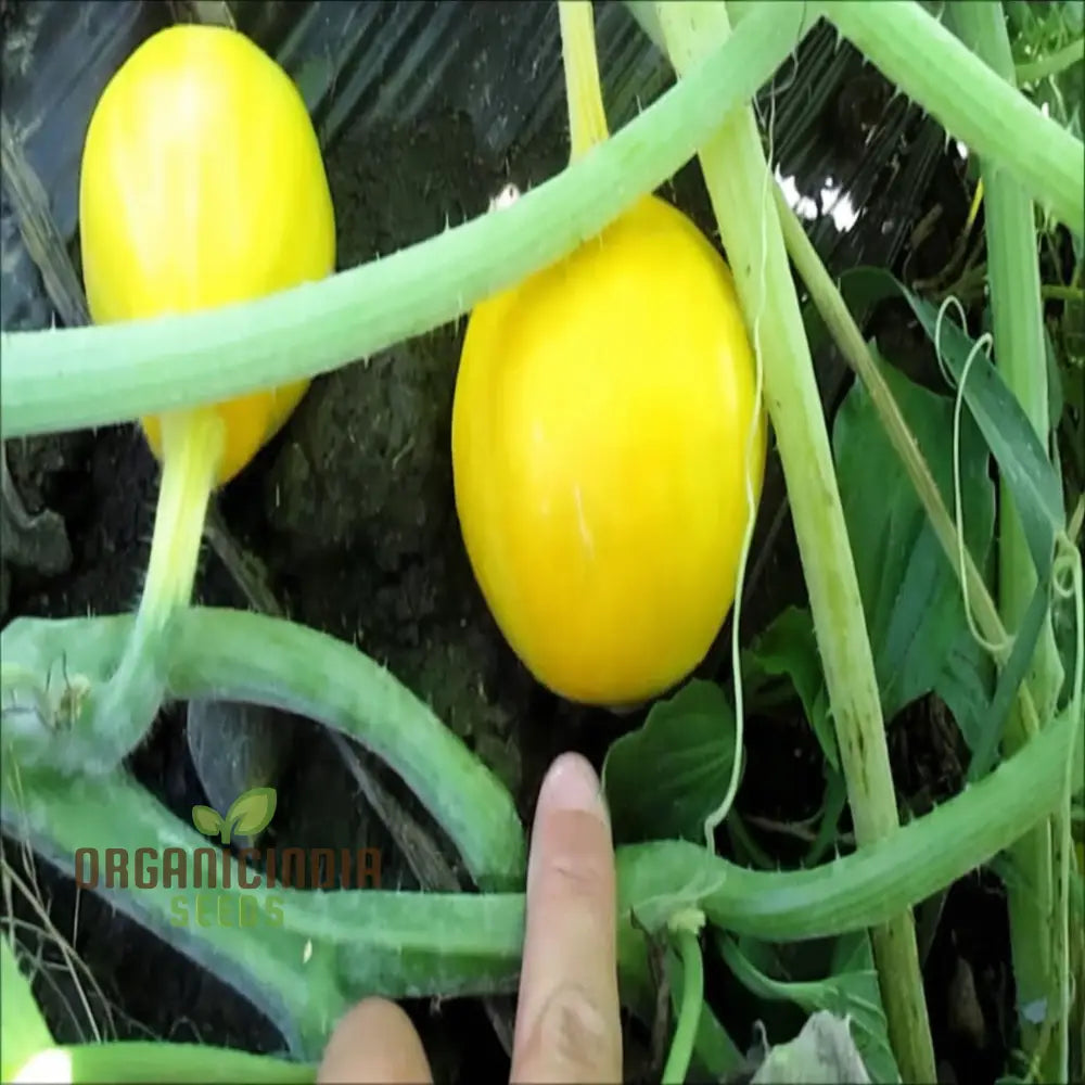 Mature Lemon Summer Squash Plant from Seeds, High-Yield Bush Variety
