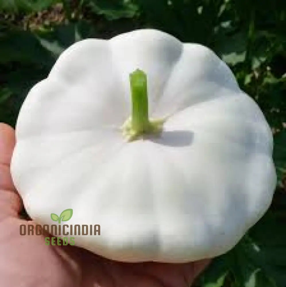 Mature White Scallop Summer Squash Plant Producing Tender Fruits