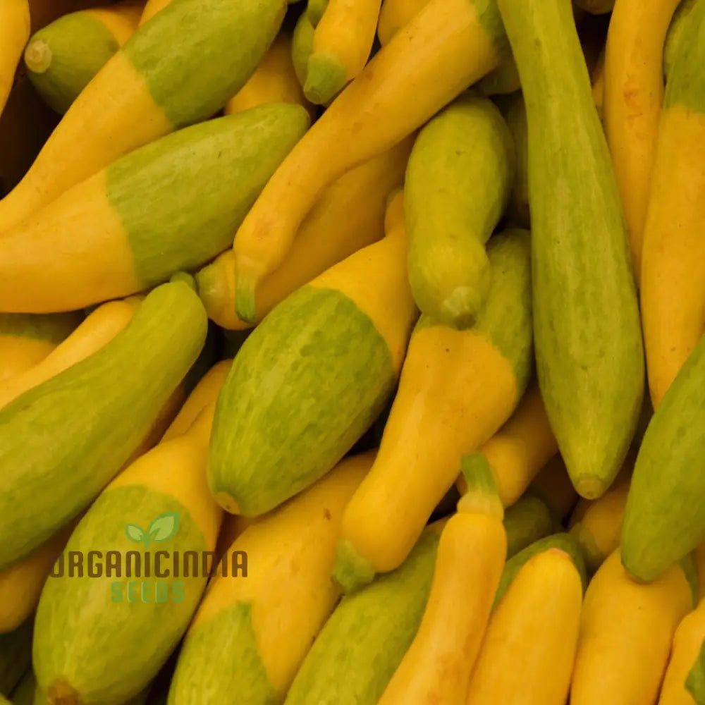 Summer Squash Zephyr Seeds for Home Garden, Heirloom Vegetable Seeds