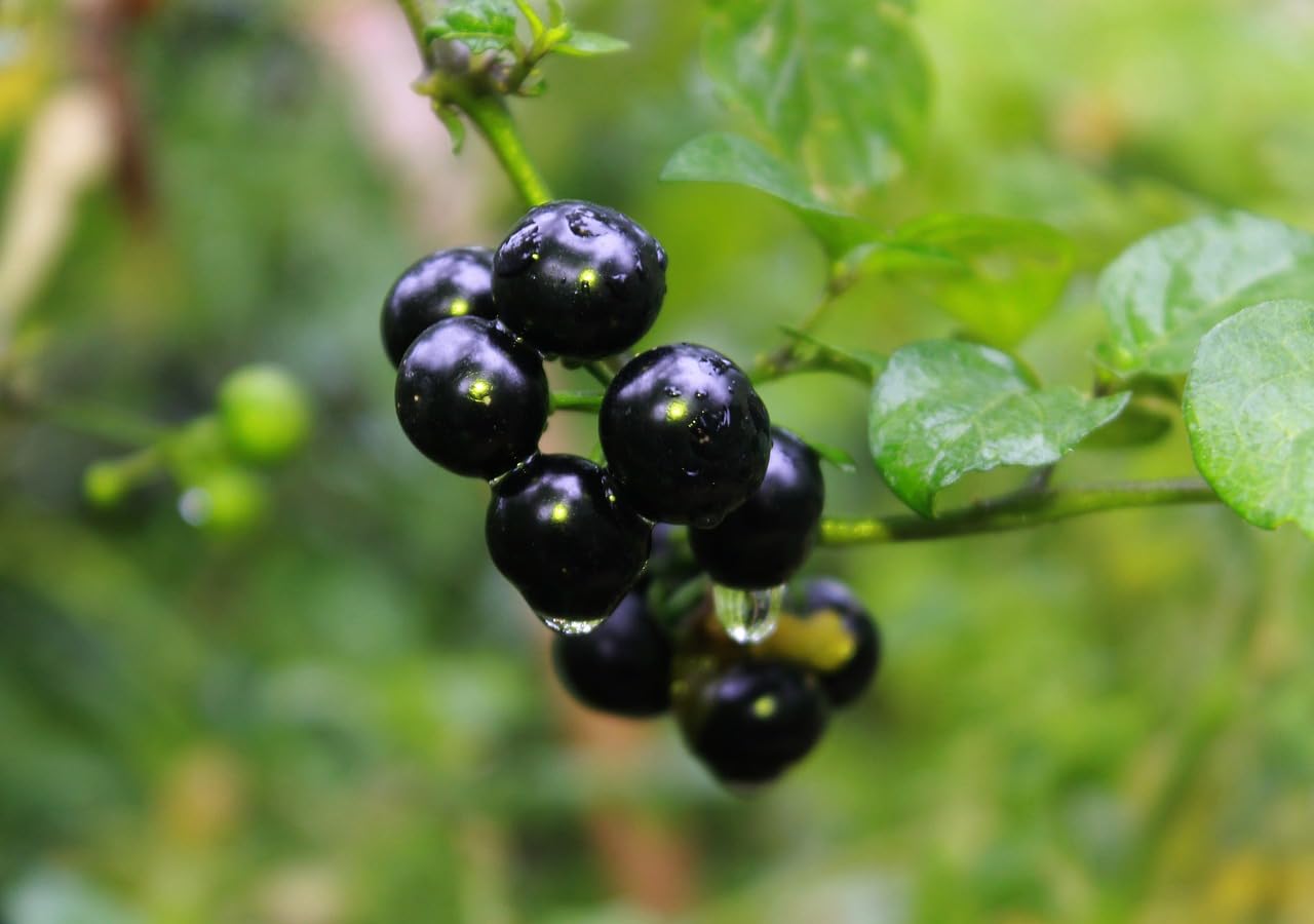 Mature Sunberry Plant with Ripe Purple Fruits