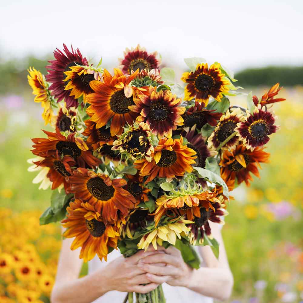 Autumn Beauty Sunflower Seeds – Stunning Multi-Colored Blooms for Gardens