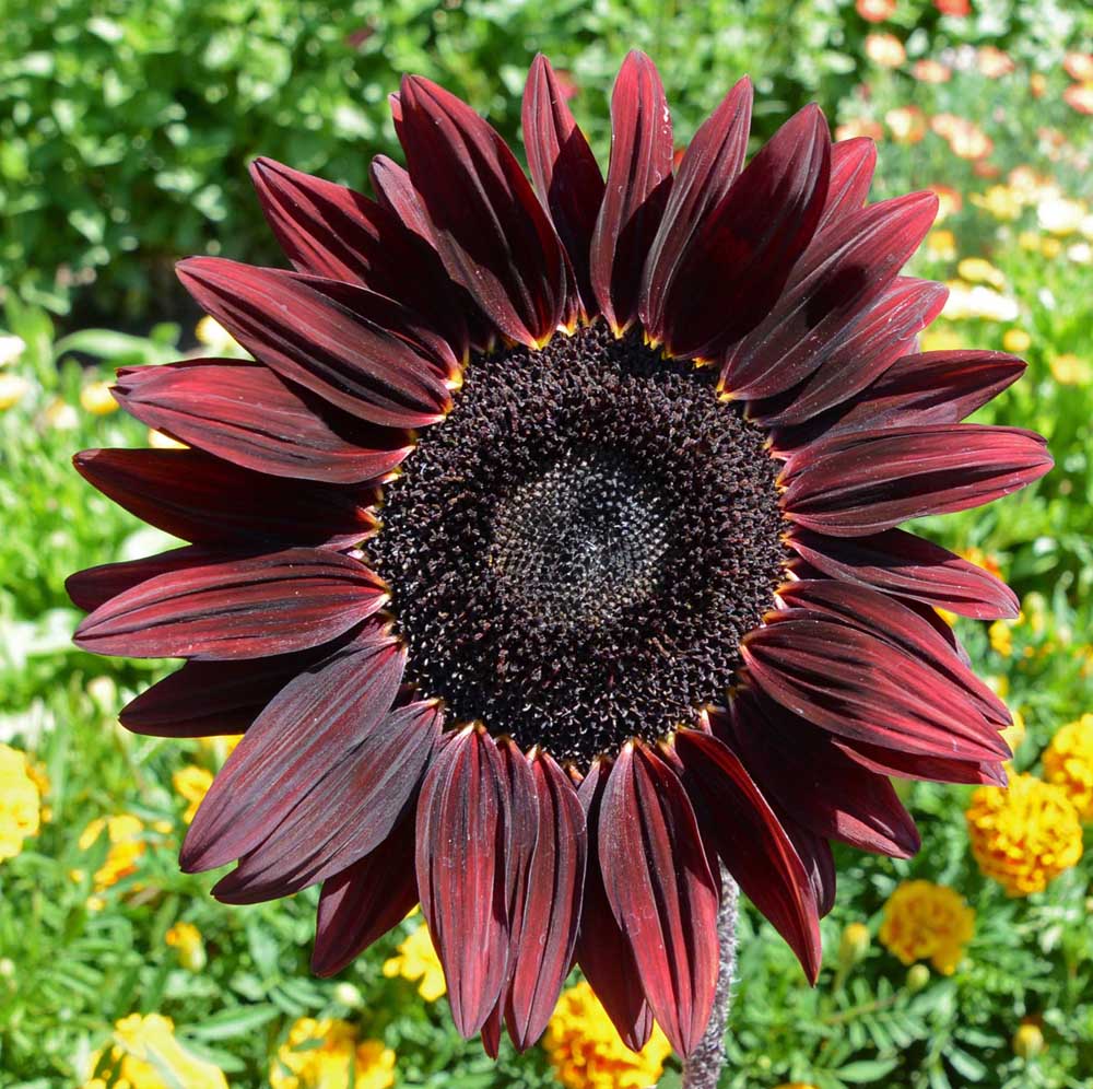 Burgundy with Black Center Sunflower Seeds, Bold Garden Blooms