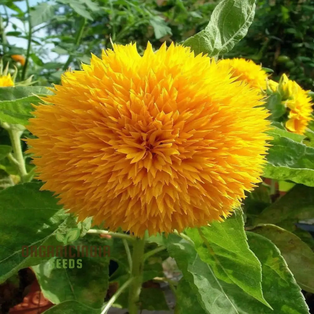 Sunflower Dbl Orange Flower Seeds Double Bloom Vibrant Color Perfect For Gardens Seeds
