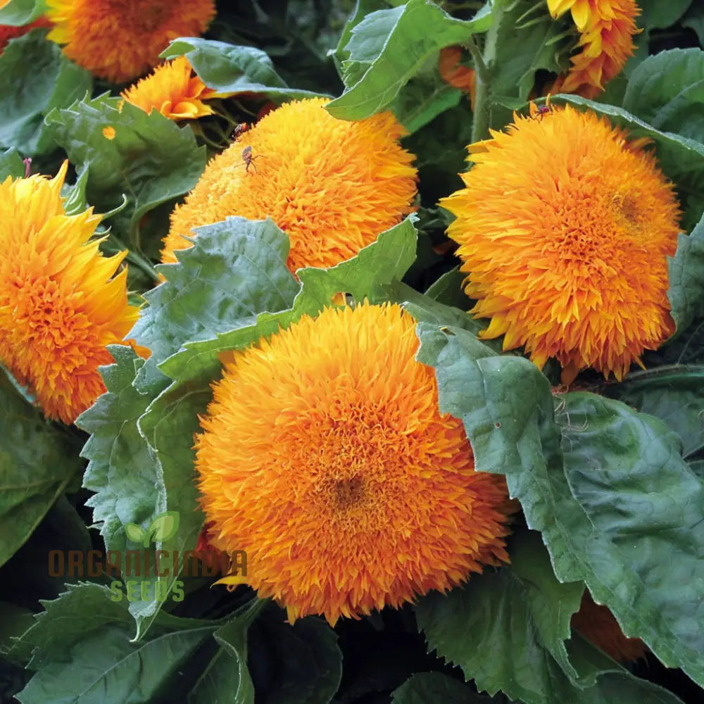 Sunflower Dbl Orange Flower Seeds Double Bloom Vibrant Color Perfect For Gardens Seeds