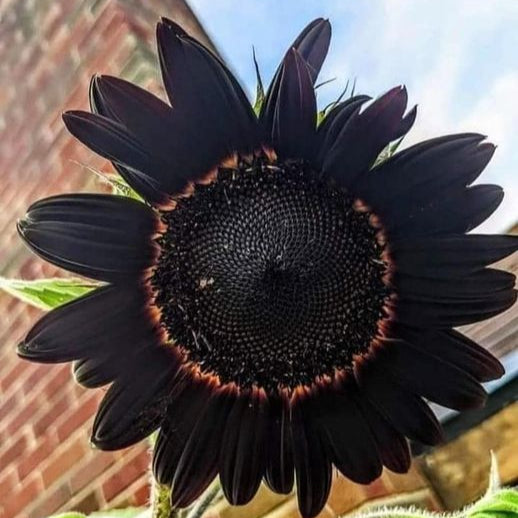 Sunflower seeds producing bold black-centered blooms