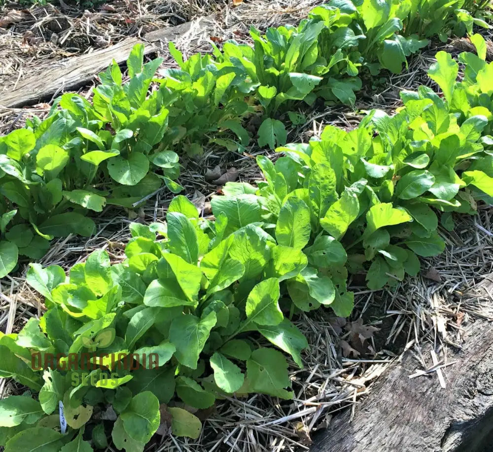 Mature Sunny Spice Mustard Greens Plant from Seeds, Tender Leaves