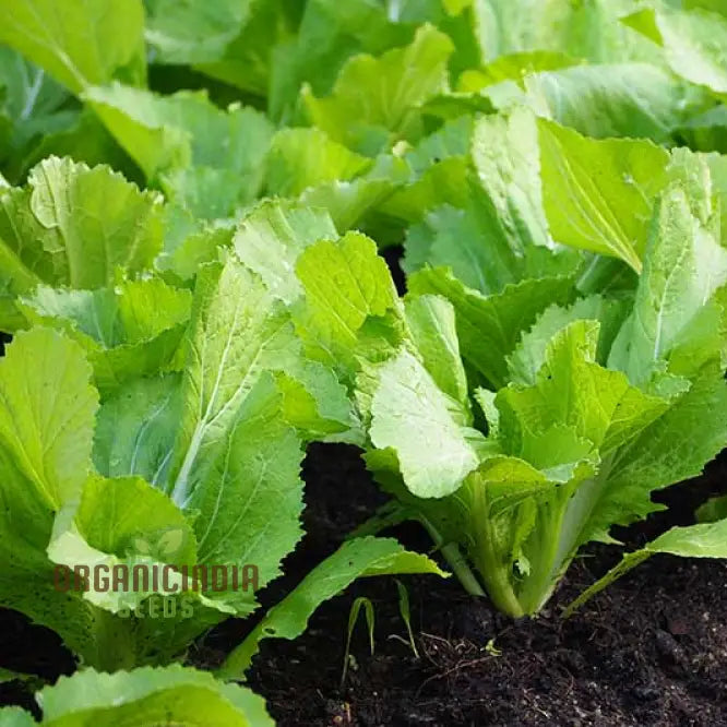 Sunny Spice Mustard Greens Seeds for Home Garden, Easy-to-Grow