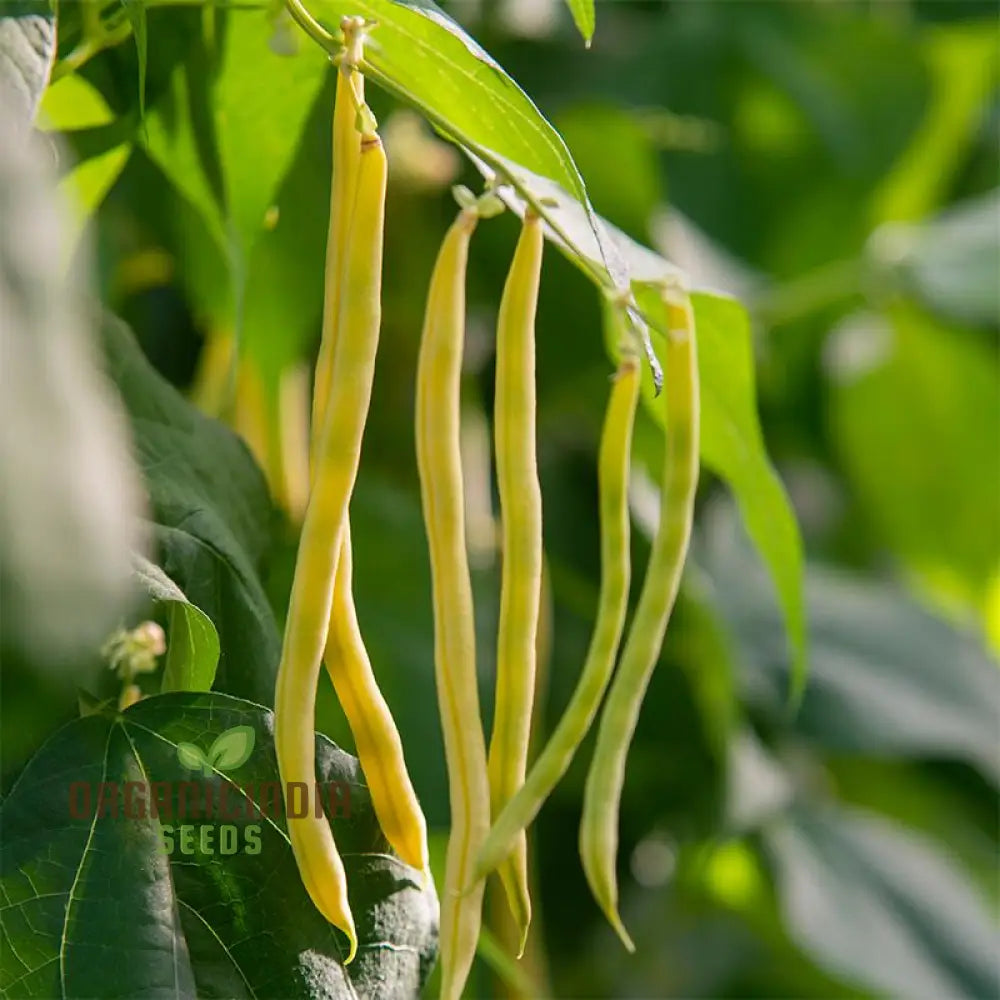Sunshine Bean Seedlings Growing, Easy Garden Bean Seeds