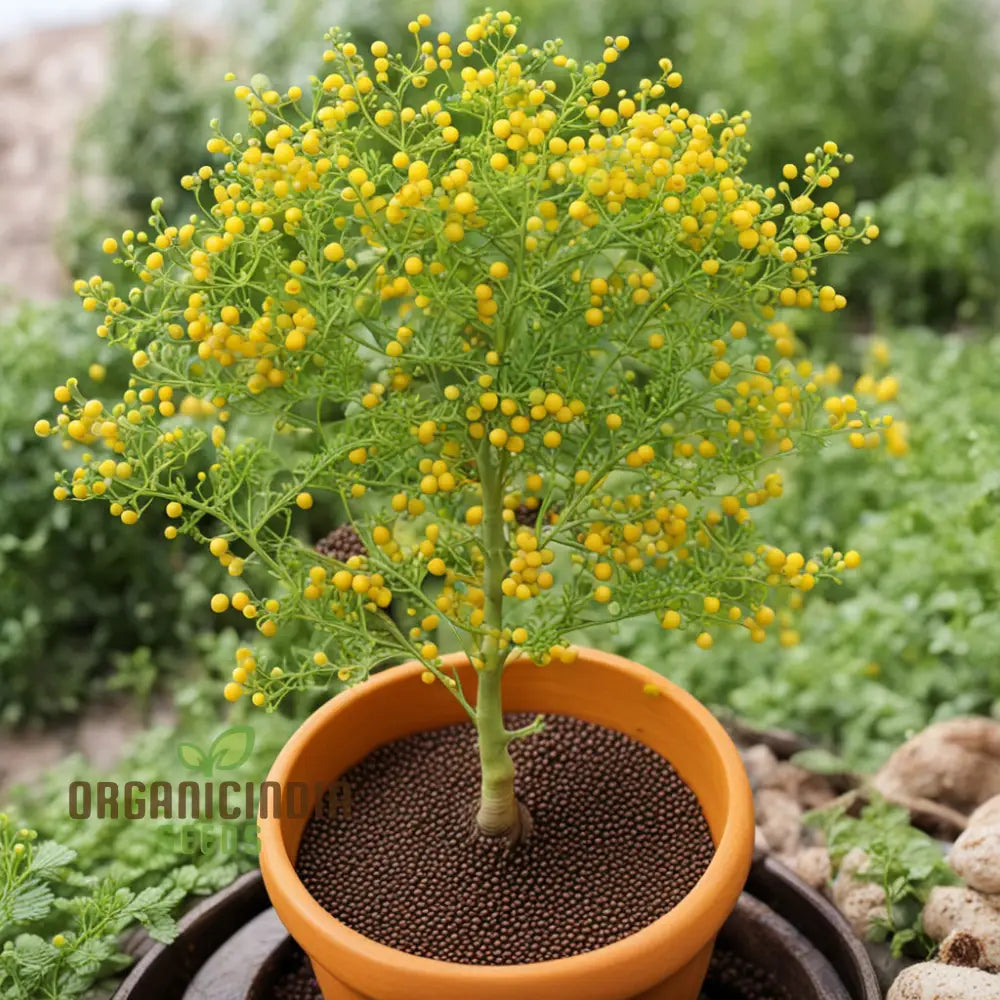 Sunshine's Bounty Yellow Mustard Seeds for Home Garden, Easy-to-Grow Leafy Greens