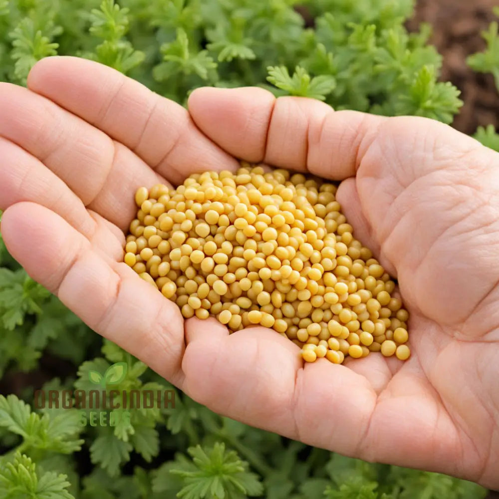 Sunshineâ€™s Bounty Yellow Mustard Seeds Bask In Natureâ€™s Radiance - Planting Vibrant Harvest Of
