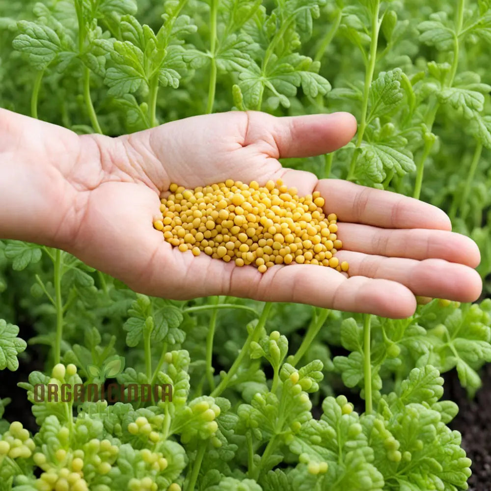 Sunshineâ€™s Bounty Yellow Mustard Seeds Bask In Natureâ€™s Radiance - Planting Vibrant Harvest Of
