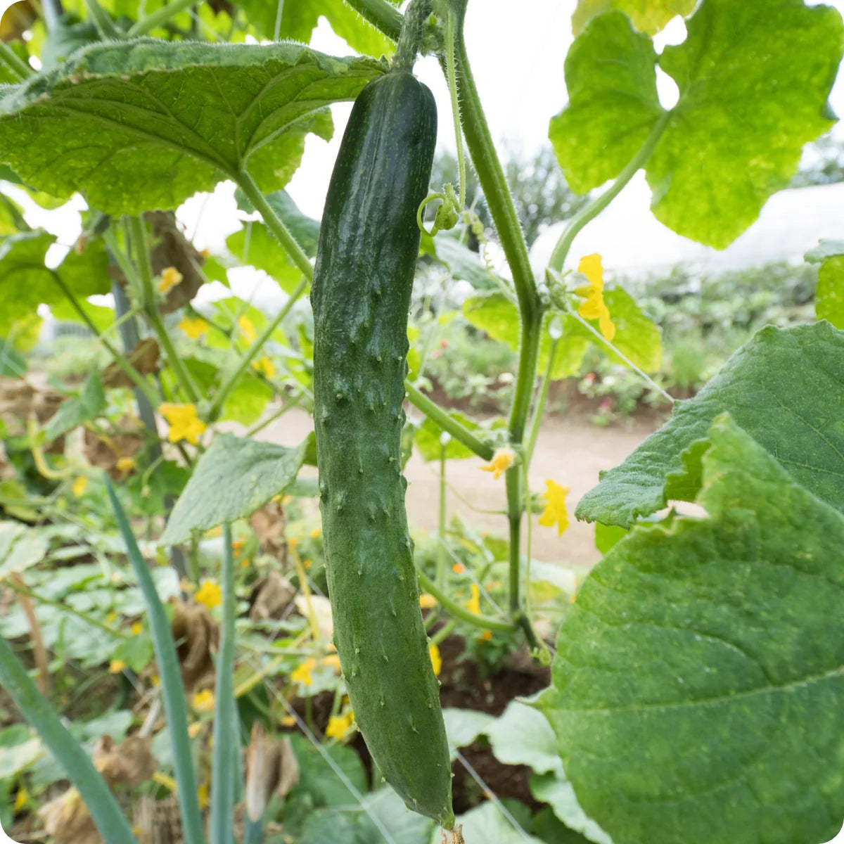 Suyo Long Cucumber Seedlings Growing from Heirloom Seeds