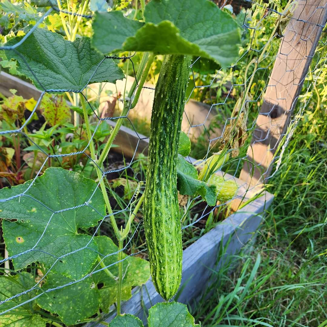 Suyo Long Cucumber Seeds Heirloom Burpless Crisp High-Yield Variety