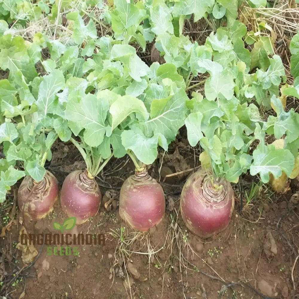 Harvested Gowrie Swede Roots, Homegrown Root Vegetables