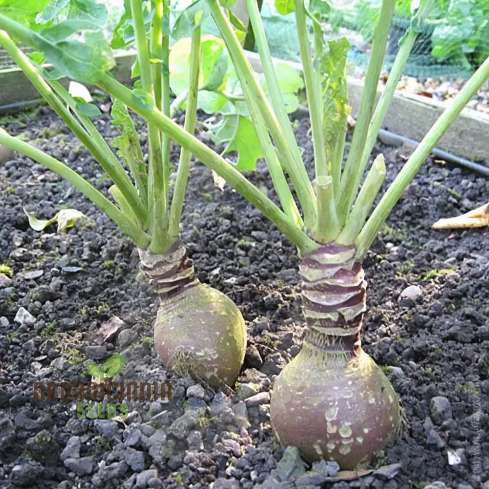 Mature Gowrie Swede Plant with Large Flavorful Roots