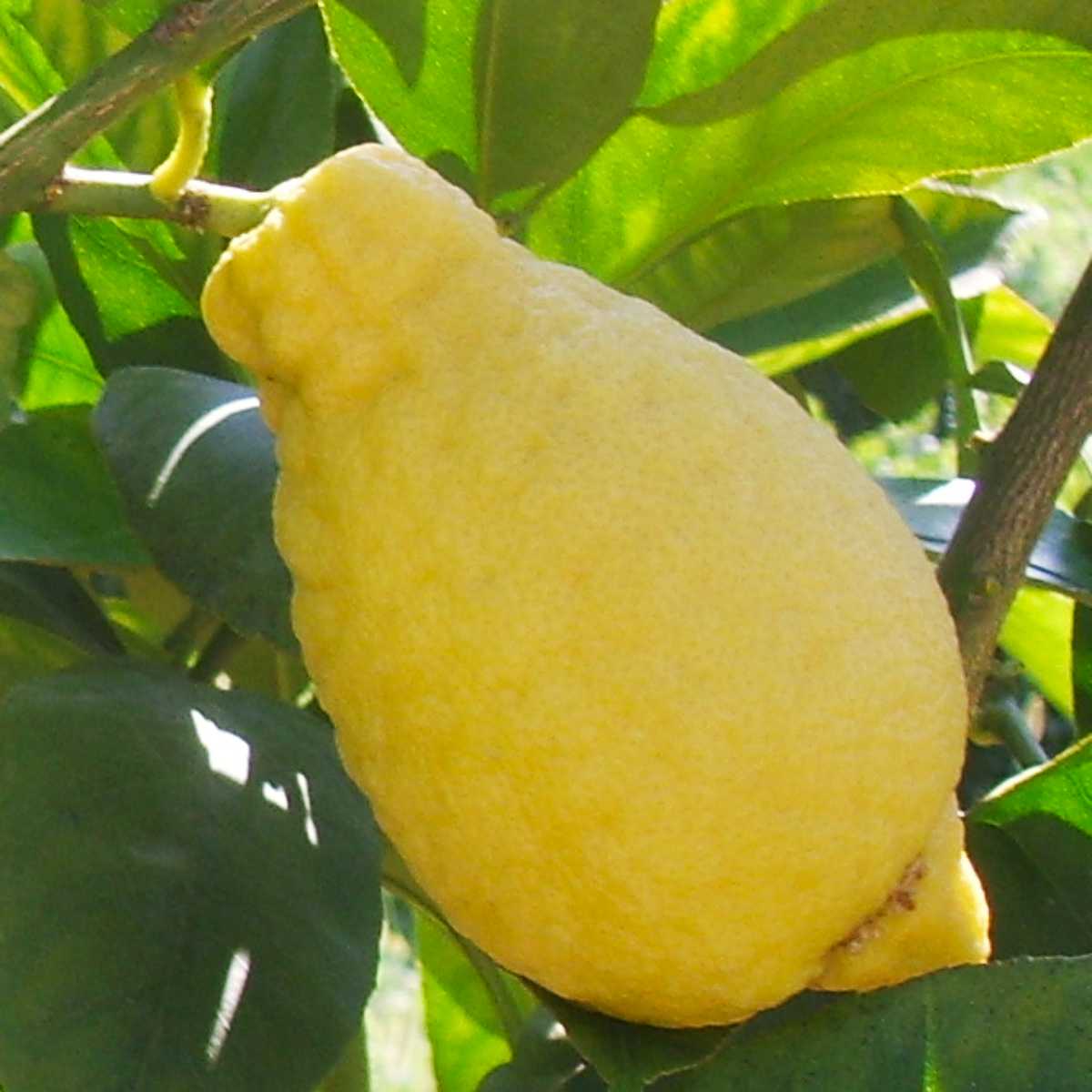 Sweet and aromatic Lumia lemons ripening on tree