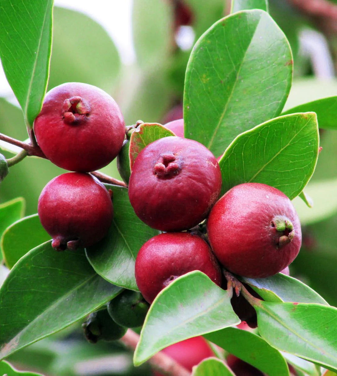 Sweet and fragrant Barbados guava fruits on tree