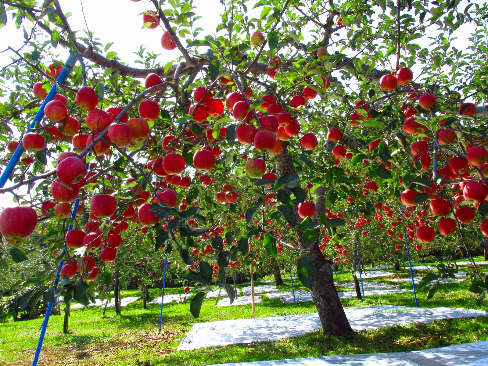 Sweet and juicy Fuji apples growing in orchard