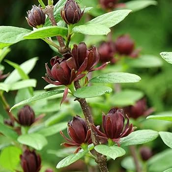 Sweet Betsy Calycanthus floridus Showing Unique Flower Blooms