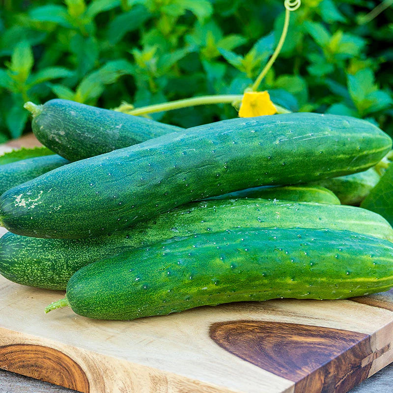 Sweet Burpless Cucumber Seedlings Growing from Seeds in Garden