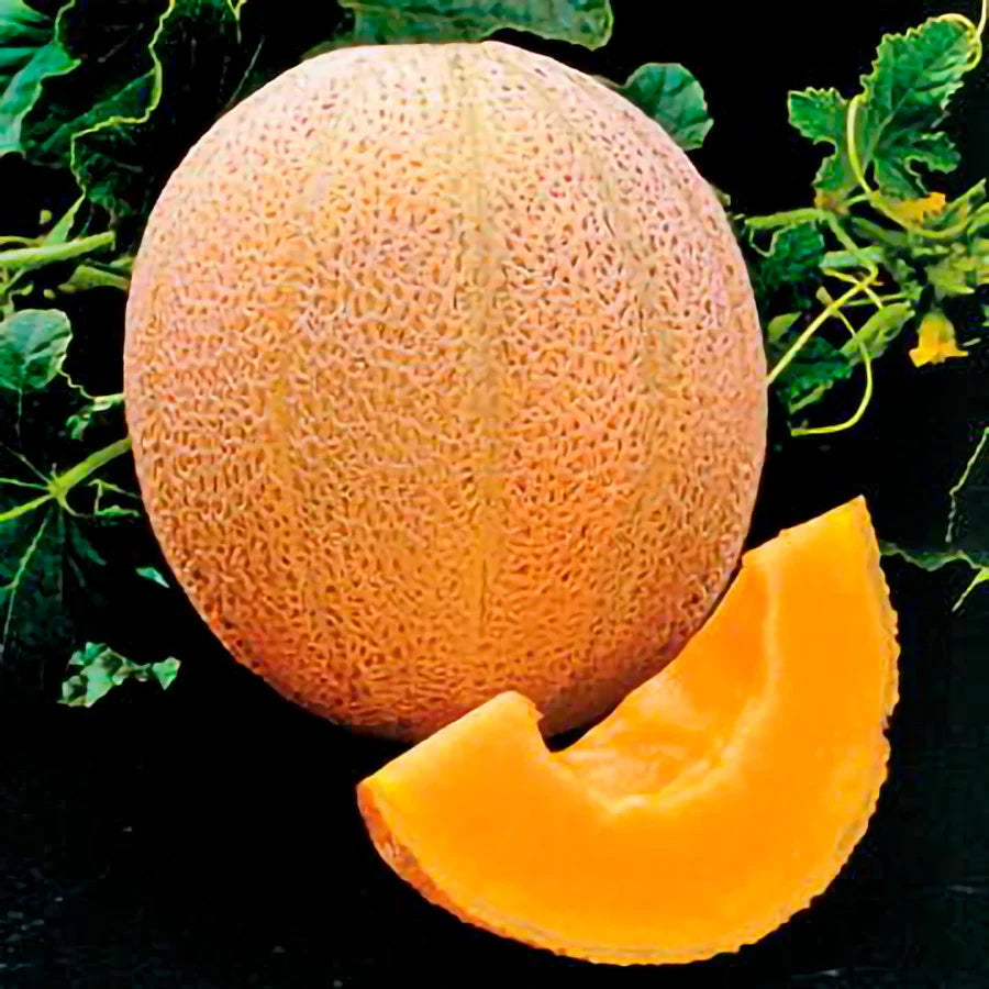 Sweet cantaloupe seeds producing large aromatic fruits