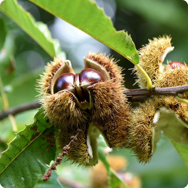 Sweet European chestnut tree seeds for planting hardy nut trees